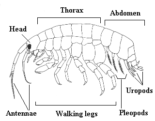 Amphipod Diagram