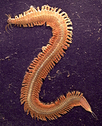 Annelida