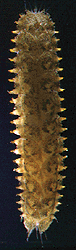 Annelida 2