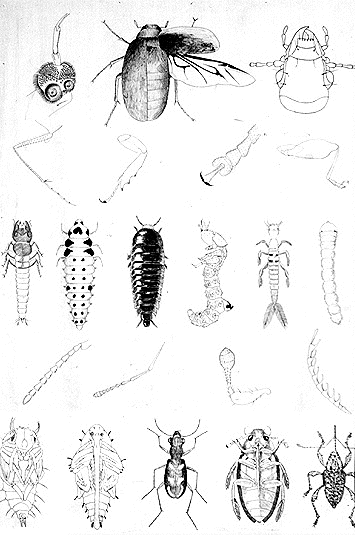 Various Coleoptera