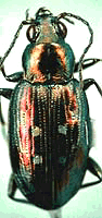 Coleoptera Picture 2