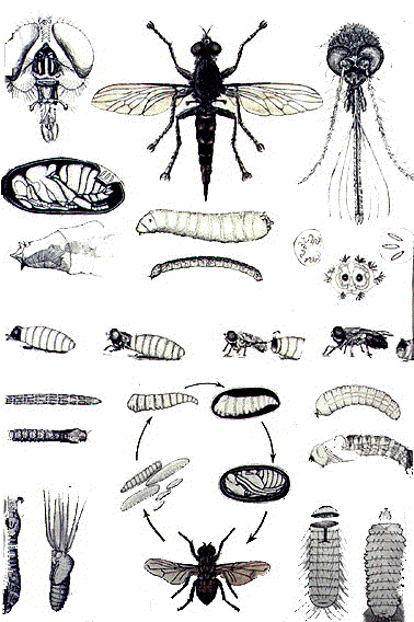 Various Diptera