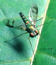 Diptera Picture 2
