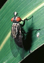 Diptera Picture 3