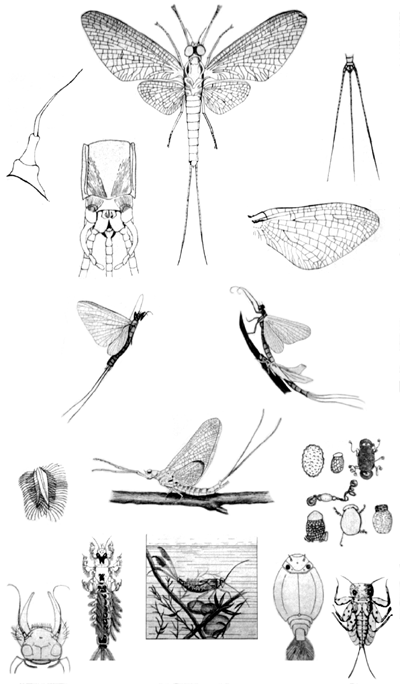 Various Ephemeroptera
