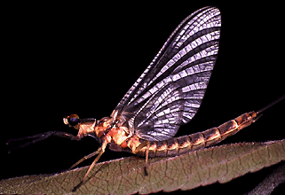 Ephemeroptera Picture