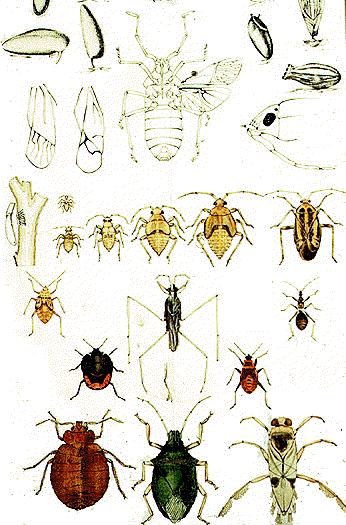 Various Hemiptera