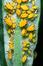 Hemiptera Picture