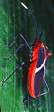 Hemiptera Picture 3