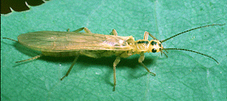 Plecoptera Picture