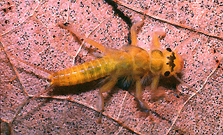 Plecoptera Picture 2