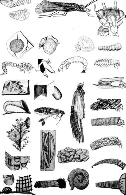 Various Trichoptera