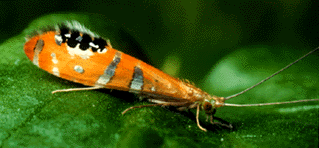 Trichoptera Picture